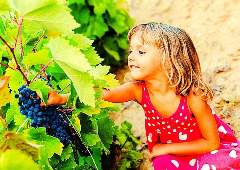 Девочка и виноград